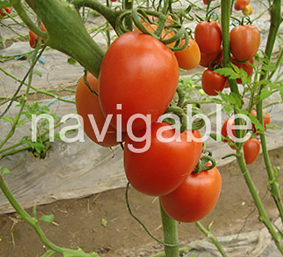 �_���t-��TY�_���t�����ѷN��-����