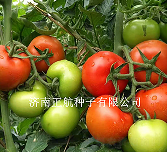 ����100-��TY��t���ѷN��-����