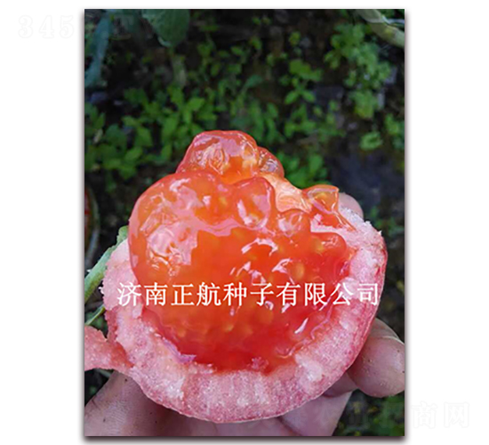 ����˹�D-�۹����ѷN��-����