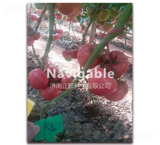 ���R����K2��-�۹����ѷN��-����