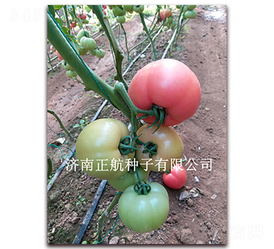 ����619-�۹����ѷN��-����