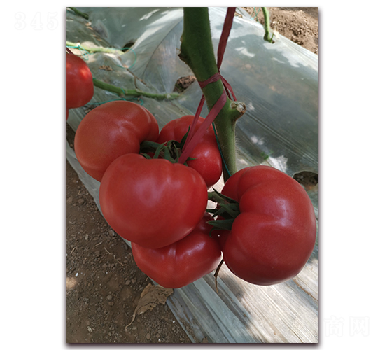 �ش����-�۹����ѷN��-����