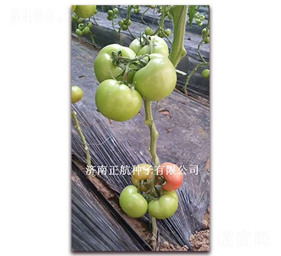 �ط�602-�۹����ѷN��-����