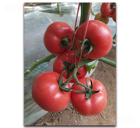 ����909-�۹����ѷN��-����