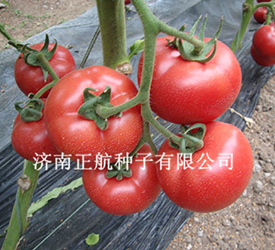 ���S��̖-�۹����ѷN��-����