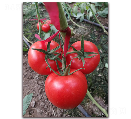 �ط�801-�۹����ѷN��-����