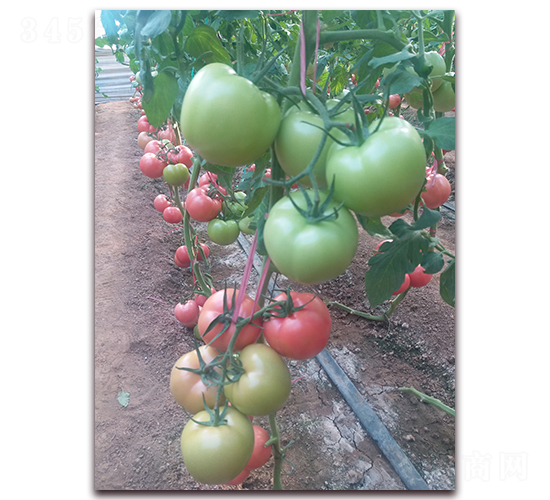 �ط�901-�۹����ѷN��-����