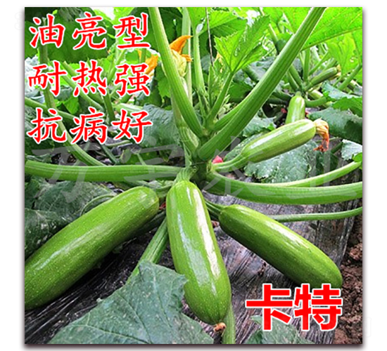 ����-�����J�N��-�f���r(n��ng)�I(y��)