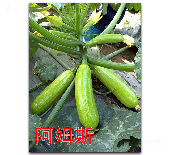 ��ķ˹-�����J�N��-�f���r�I(y��)