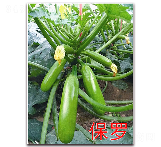 ���_-�����J�N��-�f(w��n)���r(n��ng)�I(y��)