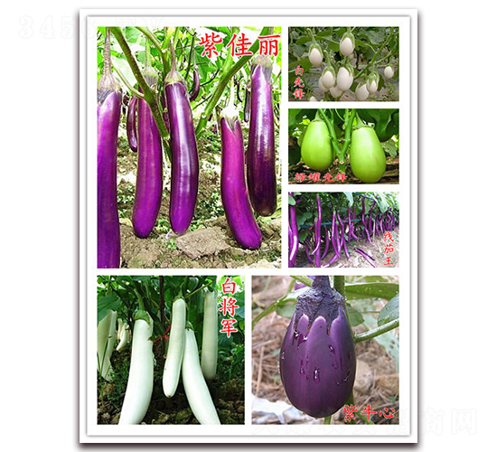 ϡ�����ӷN��-�f���r(n��ng)�I(y��)