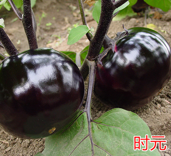 �r(sh��)Ԫ-���ӷN��-�f���r(n��ng)�I(y��)