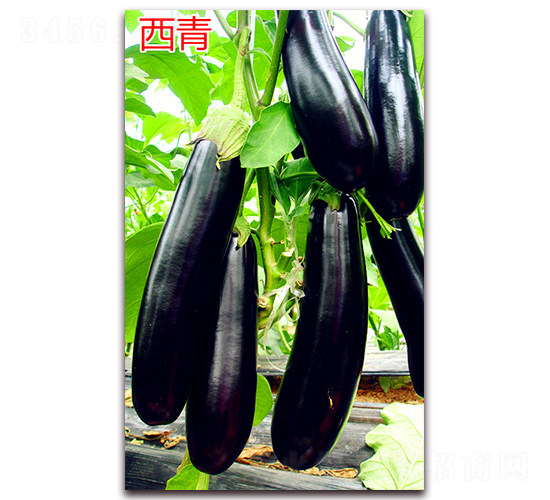 ����-���ӷN��-�f���r(n��ng)�I(y��)