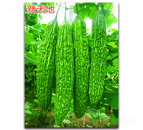 �����-��ϷN��-�f(w��n)���r(n��ng)�I(y��)