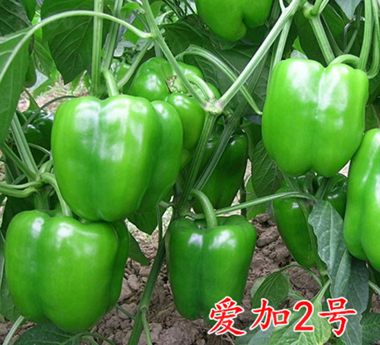 �ۼ�2̖-�����N��-�f���r(n��ng)�I(y��)