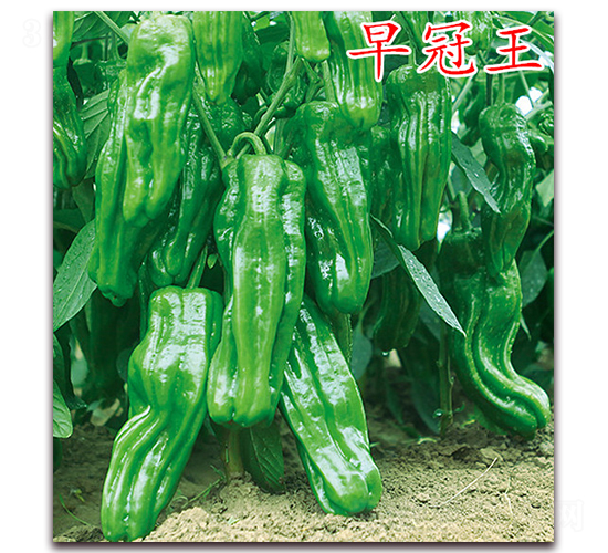 �����-�����N��-�f���r(n��ng)�I(y��)