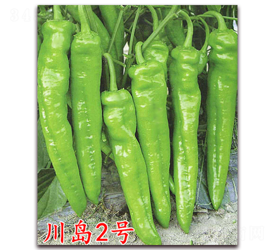 ���u2̖(h��o)-�����N��-�f(w��n)���r(n��ng)�I(y��)