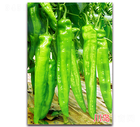 ���u-�����N��-�f���r(n��ng)�I(y��)