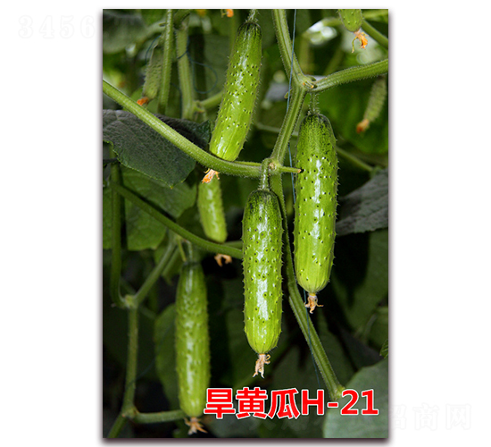 ���S��H-21-�S�ϷN��-�f(w��n)���r(n��ng)�I(y��)