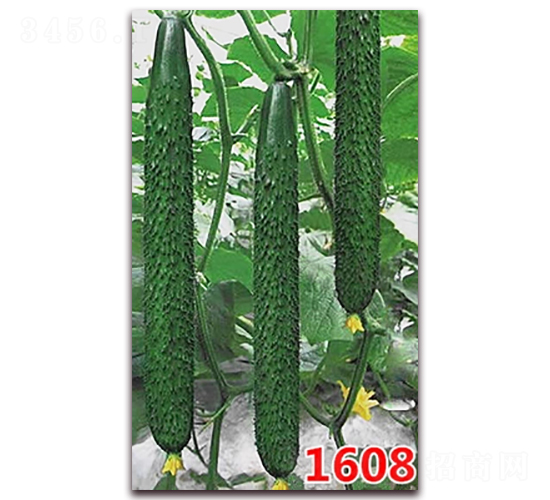 1608-�S�ϷN��-�f���r(n��ng)�I(y��)