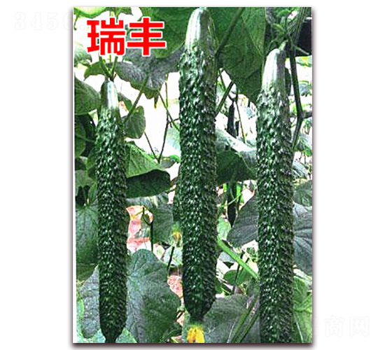 ���S-�S�ϷN��-�f(w��n)���r(n��ng)�I(y��)