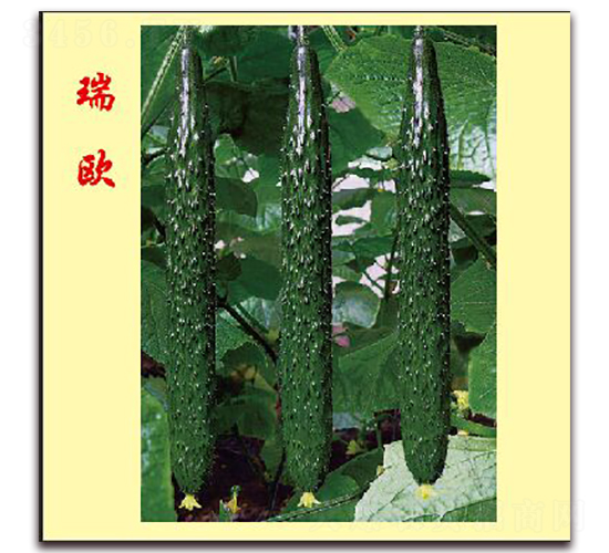 ��W-�S�ϷN��-�f���r(n��ng)�I(y��)