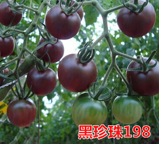 ������198-����С���t���N��-�f���r(n��ng)�I(y��)