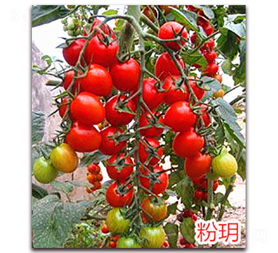 �۫h-����С���t���N��-�f(w��n)���r(n��ng)�I(y��)