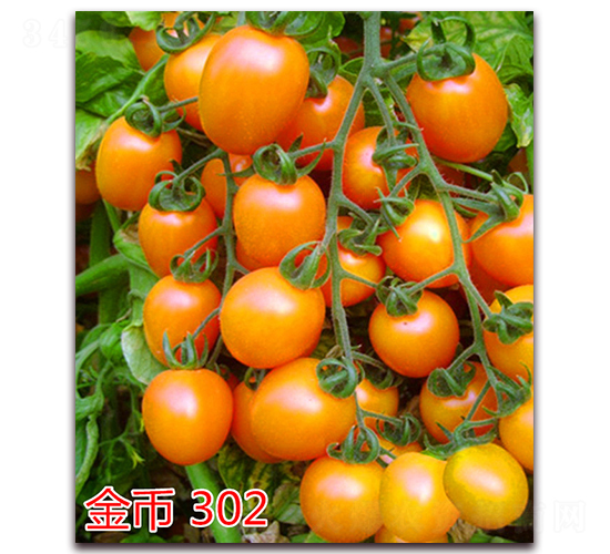 ����302-����С���t���N��-�f���r(n��ng)�I(y��)