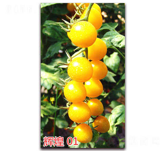 �x��01-����С���t���N��-�f���r�I(y��)