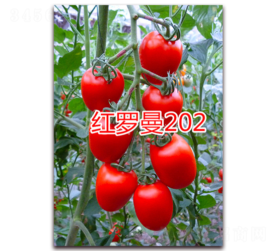 �t�_��202-����С���t���N��-�f���r(n��ng)�I(y��)