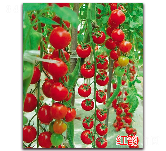 �t�-����С���t���N��-�f���r�I(y��)