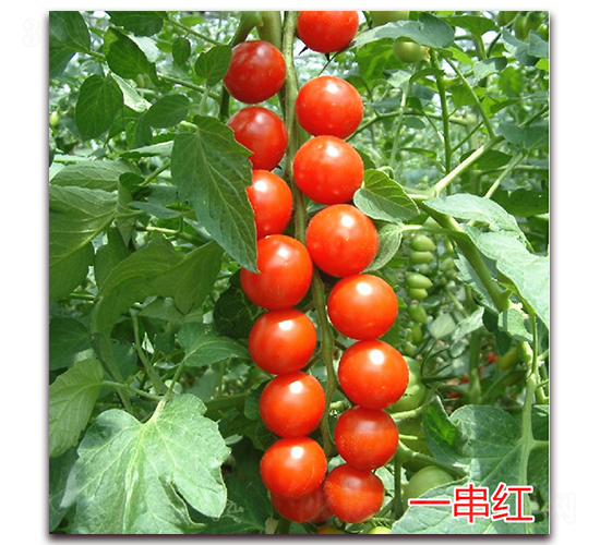 һ���t-����С���t���N��-�f���r(n��ng)�I(y��)