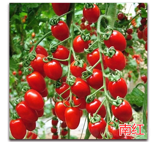 �ϼt-����С���t���N��-�f(w��n)���r(n��ng)�I(y��)