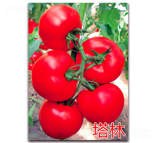 ����-�t�����ѷN��-�f���r(n��ng)�I(y��)