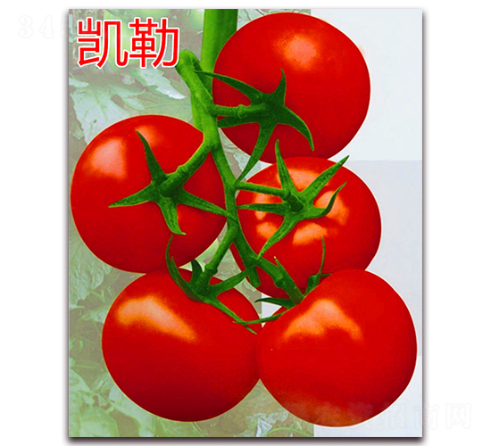 �P��-�t�����ѷN��-�f���r(n��ng)�I(y��)