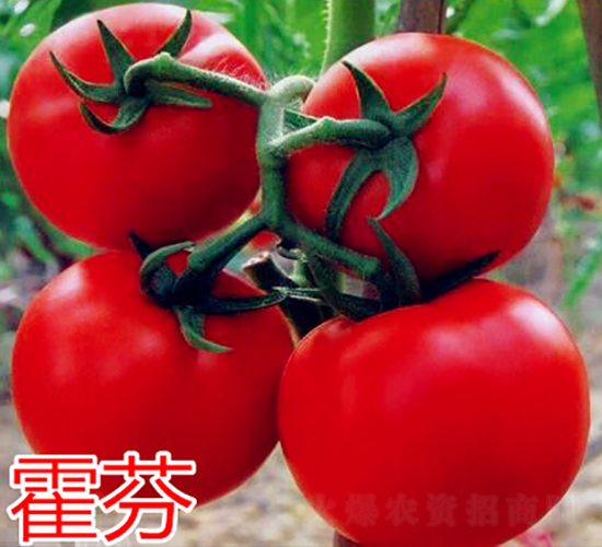 ����-�t�����ѷN��-�f���r(n��ng)�I(y��)