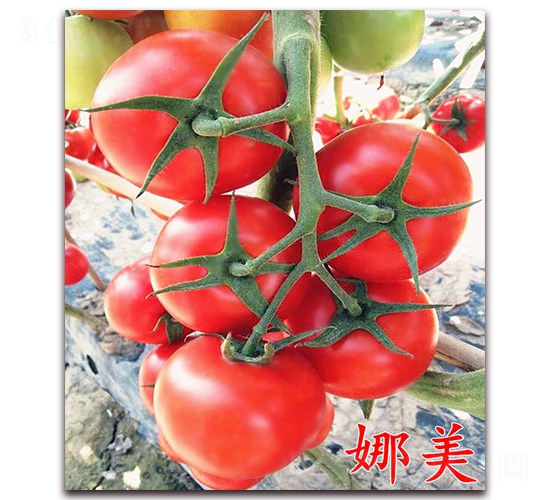 ����-�t�����ѷN��-�f���r(n��ng)�I(y��)