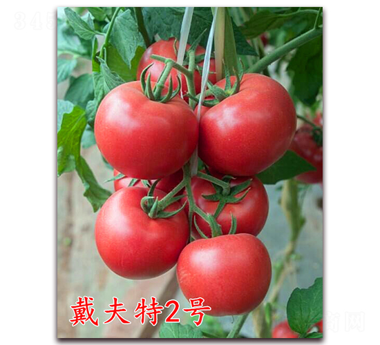 ������2̖(h��o)-�۹����ѷN��-�f(w��n)���r(n��ng)�I(y��)