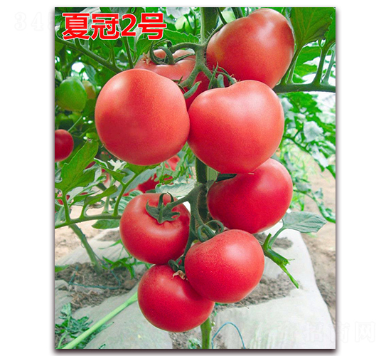 �Ĺ�2̖-�۹����ѷN��-�f���r(n��ng)�I(y��)