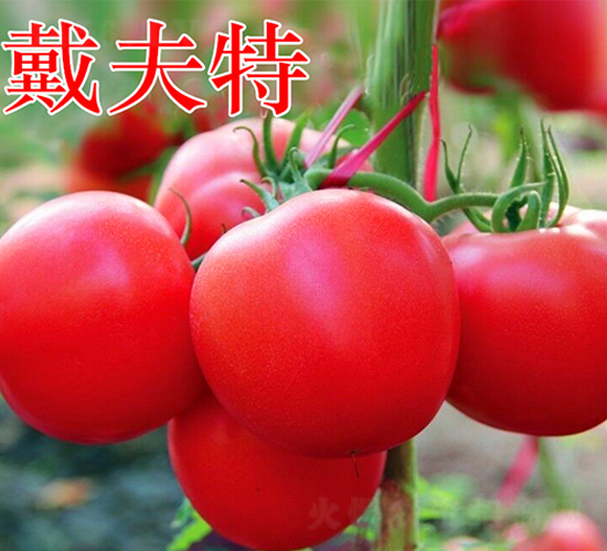 ������-�۹����ѷN��-�f���r(n��ng)�I(y��)