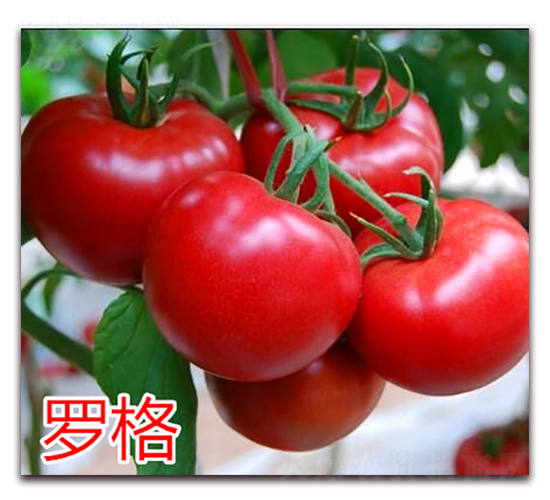 �_��-�۹����ѷN��-�f���r(n��ng)�I(y��)