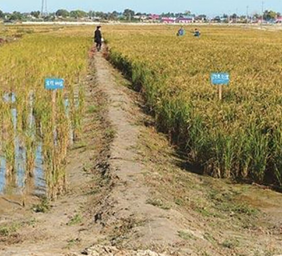 �}�A�ظ����ʌ��ĈD-�����S