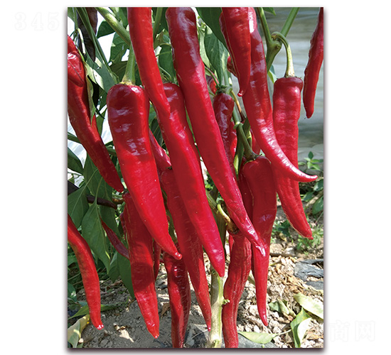 �M���t23̖-�����N��-�t�l(f��)�N�I(y��)