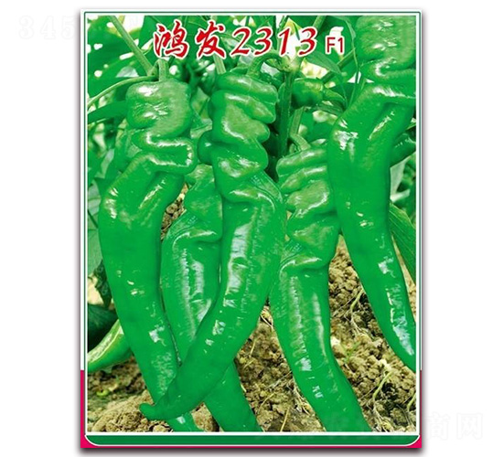 ���l(f��)2313-�����N��-�t�l(f��)�N�I(y��)