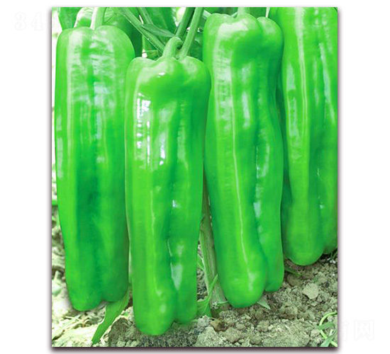 �t�l(f��)����̖-��Ƥ�ݽ��N��-�t�l(f��)�N�I(y��)