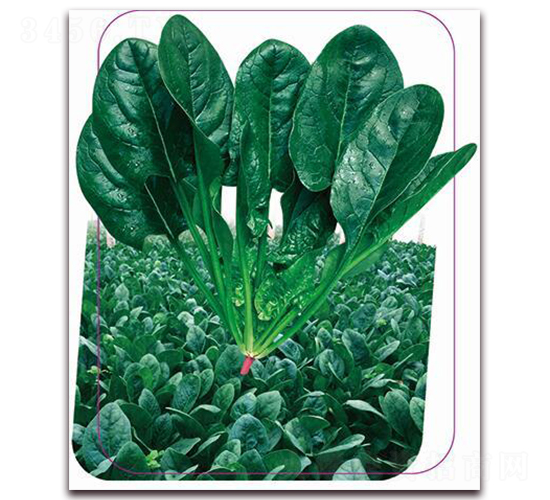 ����һ̖-���˷N��-����(y��u)�r(n��ng)�I(y��)