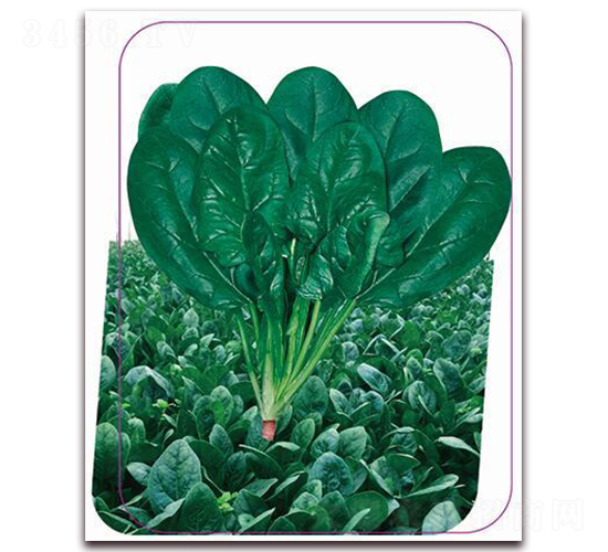 ����-���˷N��-����(y��u)�r(n��ng)�I(y��)