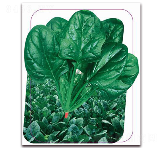 �����g�v-���˷N��-����(y��u)�r(n��ng)�I(y��)