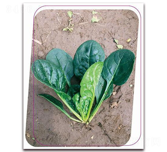 ������̖-���˷N��-����(y��u)�r(n��ng)�I(y��)